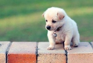 Cute-puppy-photos-422
